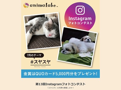 犬猫instagramフォトコンテスト スヤスヤ 全国フォトコンテスト情報ポータル Picru ピクる