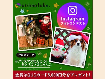 犬猫instagramフォトコンテスト クリスマスわんこ クリスマスにゃんこ 全国フォトコンテスト情報ポータル Picru ピクる