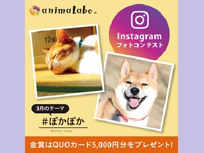 犬猫instagramフォトコンテスト ぽかぽか 全国フォトコンテスト情報ポータル Picru ピクる