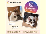 Instagramフォトコンテスト「#きゅん」